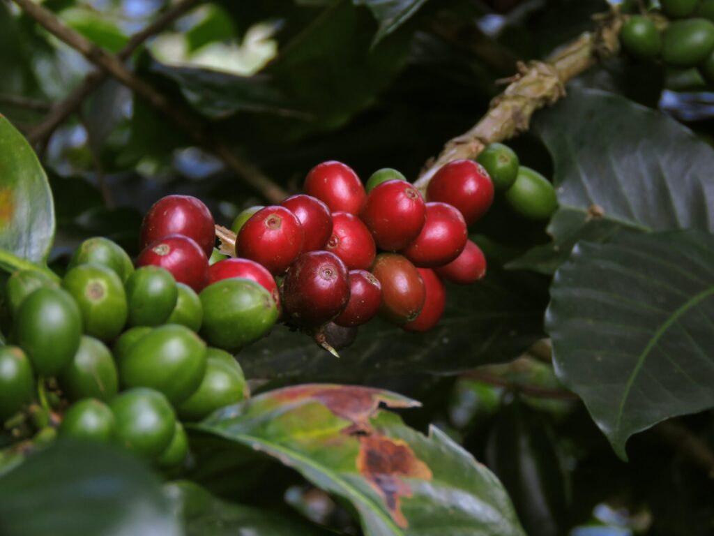 Oferta año 2023 Café Arábigo de Colombia