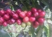 Venta de cafe al por mayor en Colombia