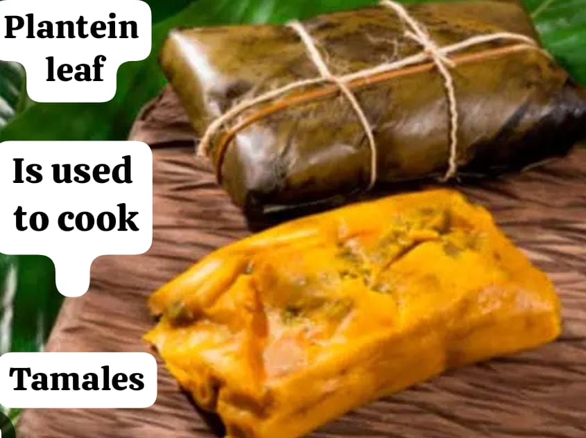 HOJA DE PLATANO DE COLOMBIA PARA HACER TAMAL